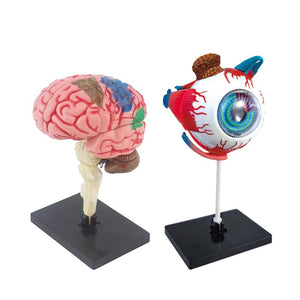 Little Anatomist 4D Build & Learn Science Kits
