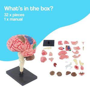 Little Anatomist 4D Build & Learn Science Kits detailed anatomy model with 32 detachable parts for hands-on STEM learning ages 8+