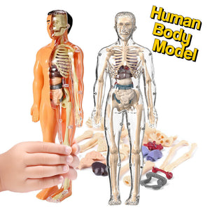 Little Anatomy Learner Set