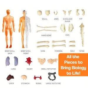 Little Anatomy Learner Set